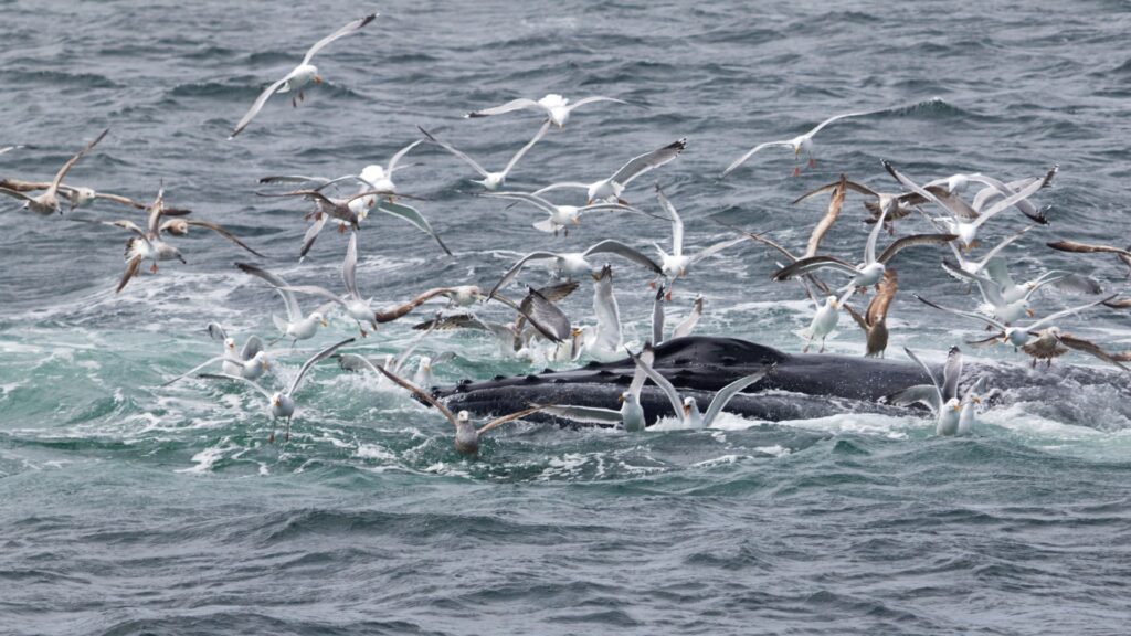 Ballena en sector de alimentación. Créditos: Lennjo.