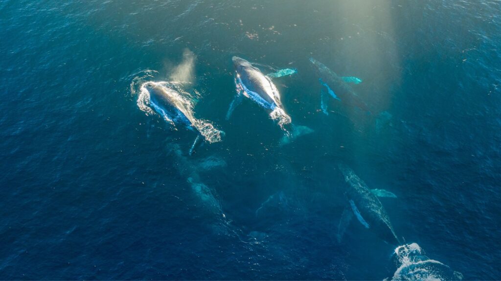 Ballenas jorobadas migrando. Créditos: Light Visual.