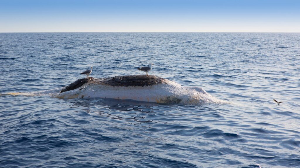Ballena muerta flotando en el mar. Créditos: Lunamarina.