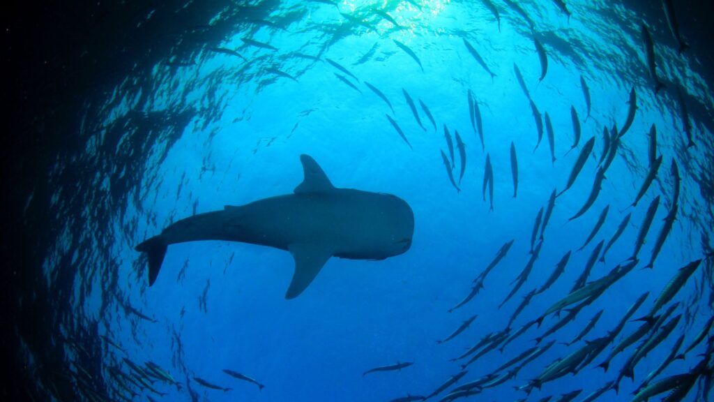 Tiburón ballena. Créditos: Richcarey.
