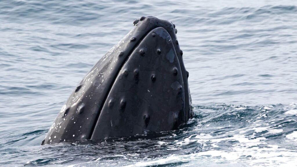Ballena jorobada. Créditos: Sally Hinton.