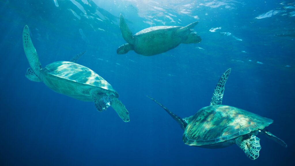 Tortugas marinas migrando. Créditos: Sergey Novikov.