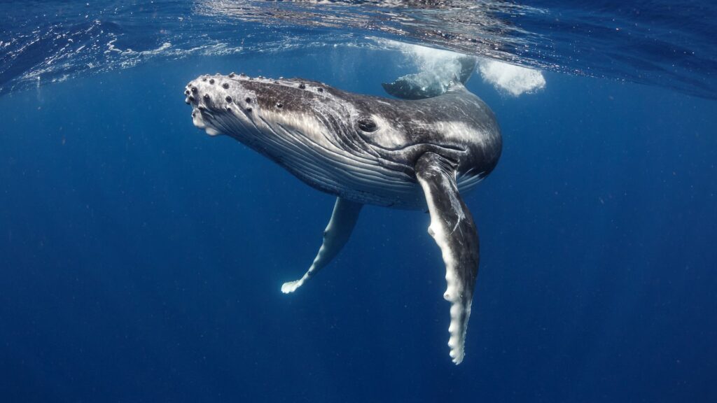 Ballena nadando cerca de la superficie. Créditos: Shasin Satuei.