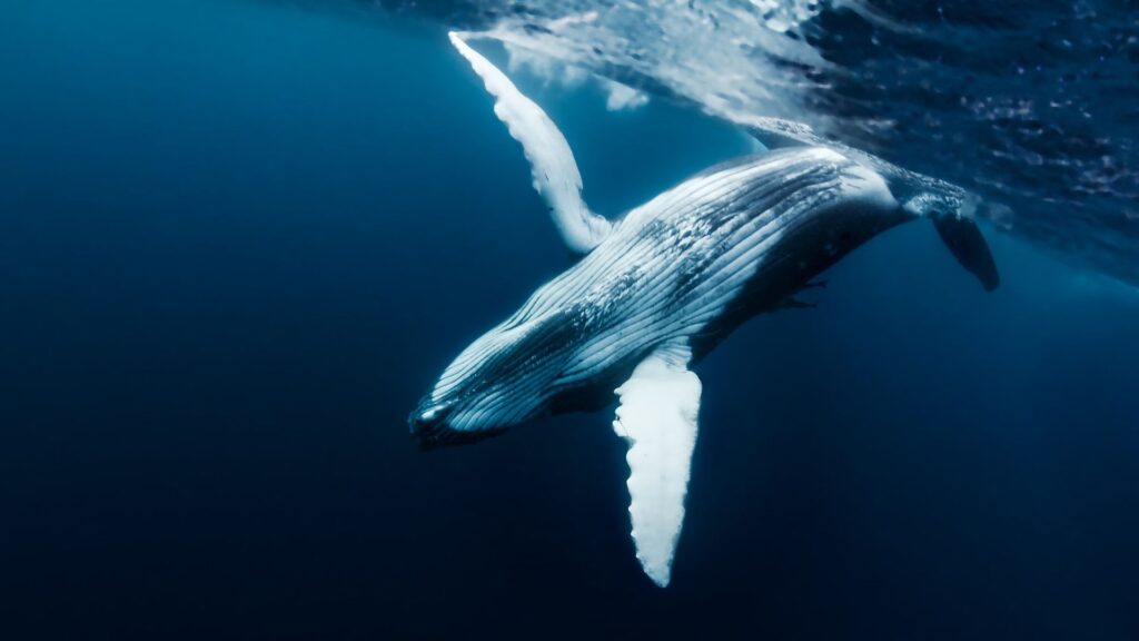 Ballena nadando cerca de la superficie. Créditos: Shasin Satuei.