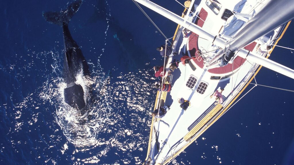 Ballena alimentándose justo al lado de un barco. Créditos: Tourism Australia.