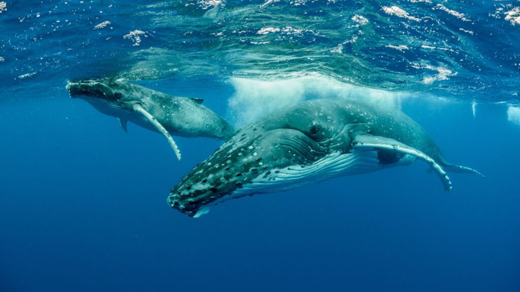 Ballena jorobada junto a su cría. Créditos: Uwphotog.