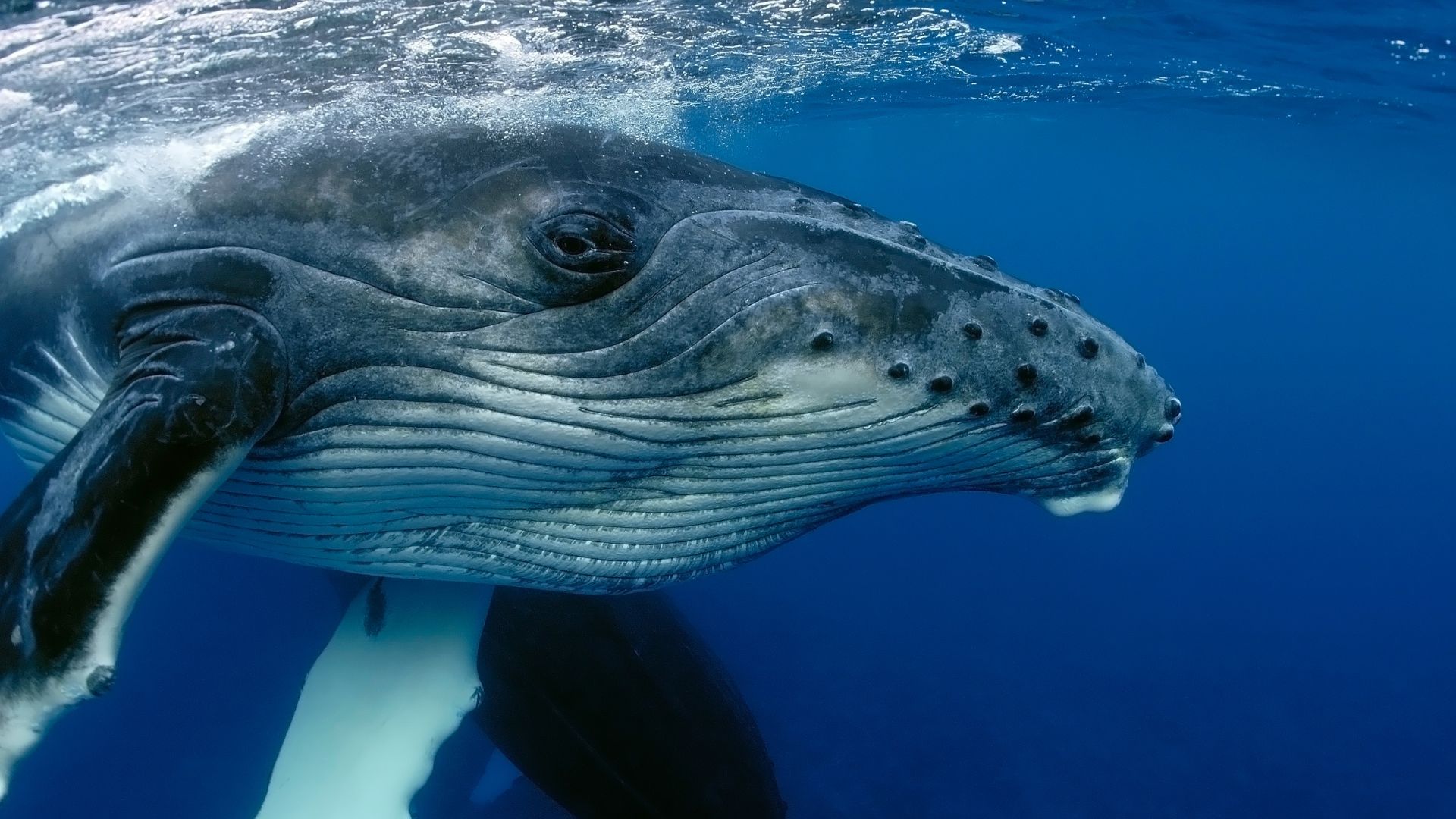 Corredores azules: Las autopistas invisibles que siguen los animales marinos a través de los océanos