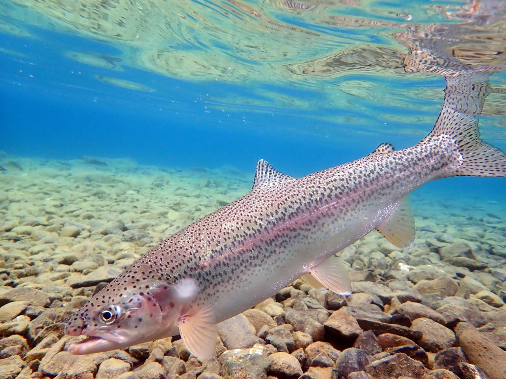 Imagen de trucha arcoíris referencial. Créditos: Bruce Deagle (iNaturalist)