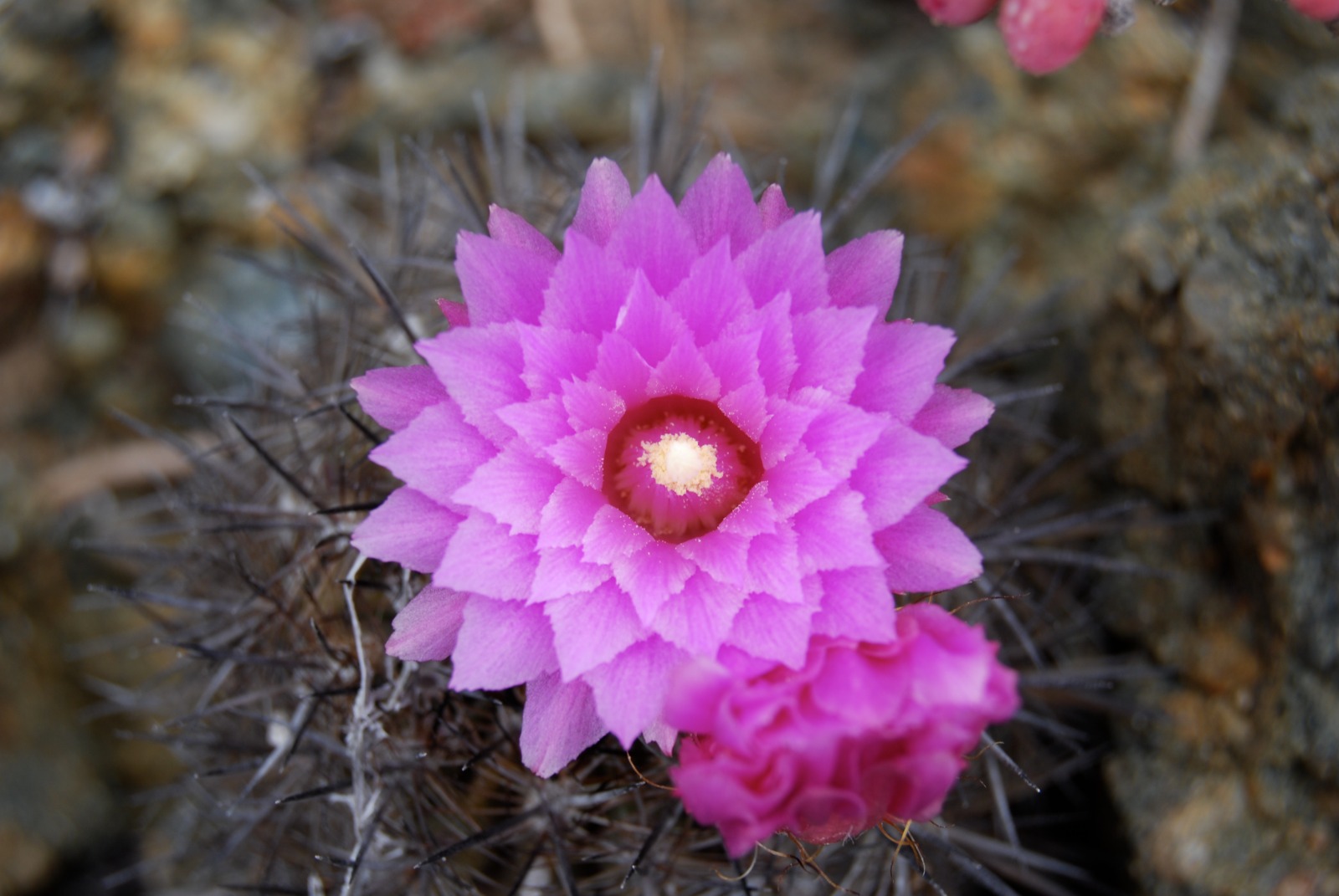 Cactus chilenito: el tesoro evolutivo de roqueríos costeros al borde de la extinción