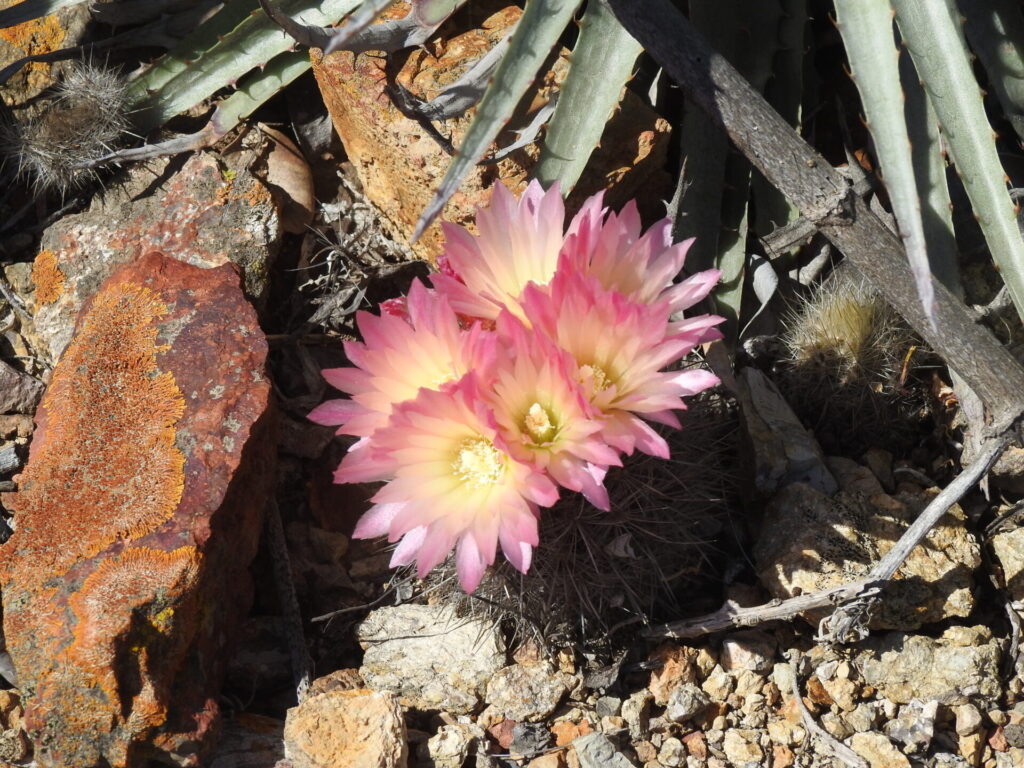 Cactus chilenito. Créditos: Gastón Carvallo