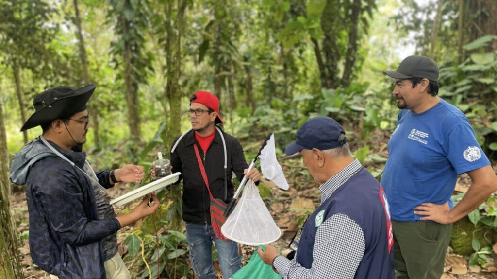 Se instalaron trampas y redes entomológicas de malla fina, capturando decenas de mosquitos. Créditos: Diana Malo – OPS/OMS
