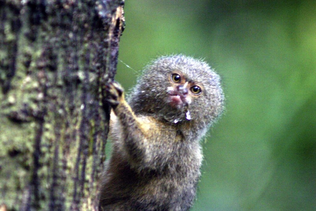 Mono tití leoncillo (Cebuella pygmaea). Créditos: Pablo Yépez