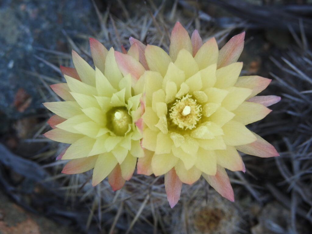 Cactus chilenito amarillo. Créditos: Gastón Carvallo