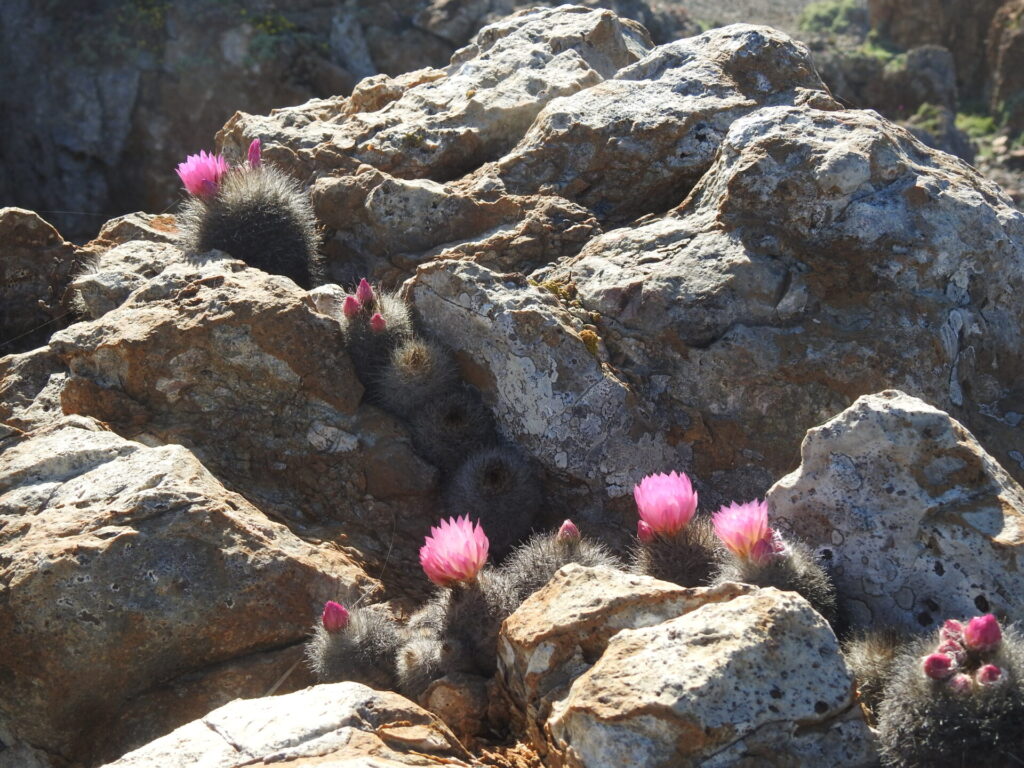 Chilenitos entre rocas. Créditos: Gastón Carvallo