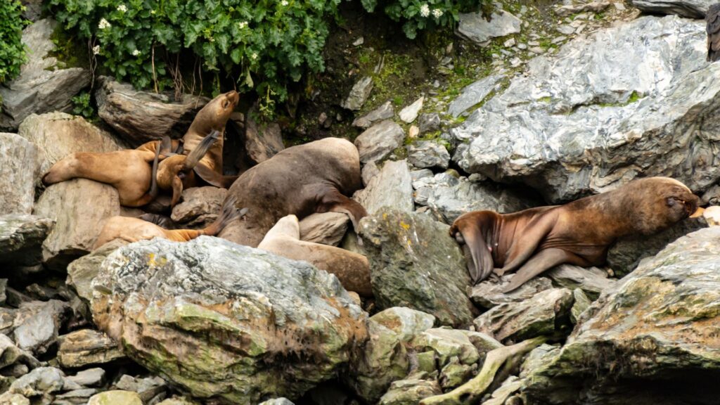 Lobos de mar cerca del glaciar Garibaldi en la Cordillera Darwin. Créditos: Global_Pics.