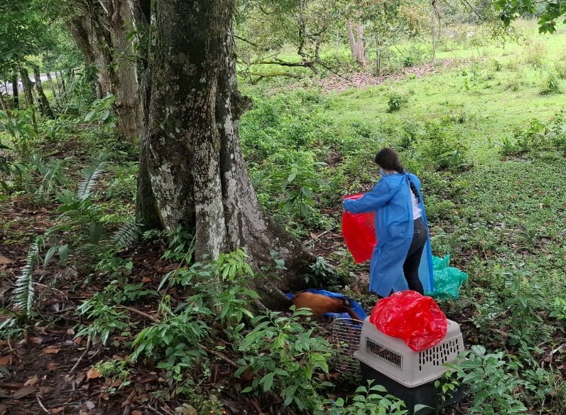 Hasta el 25 de mayo de 2025, se registraron oficialmente 37 muertes de primates por fiebre amarilla en el departamento del Tolima. Foto: cortesía Corporación Autónoma Regional del Tolima (Cortolima)