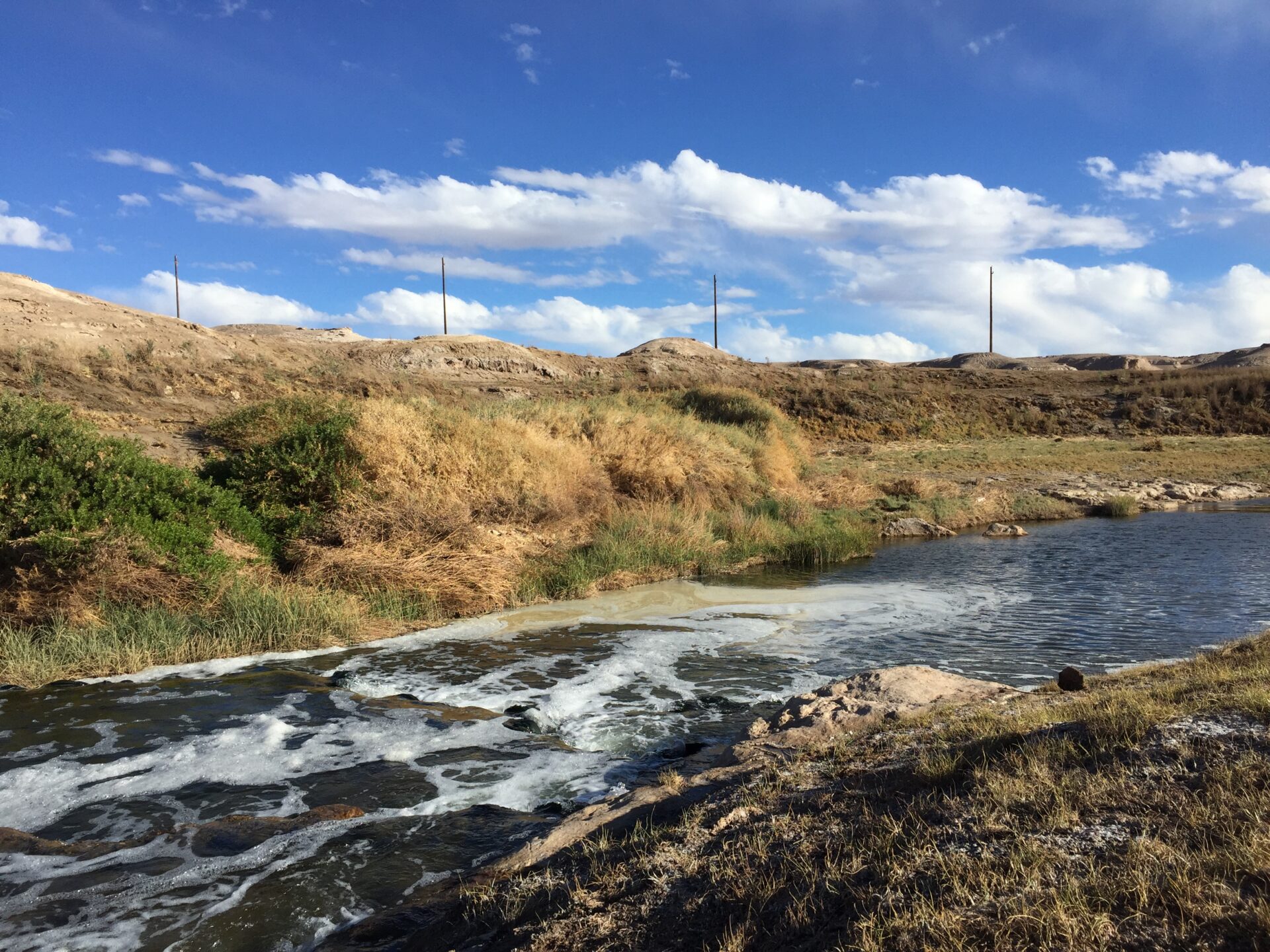 Un acercamiento a la fauna endémica de la cuenca del río Loa, un lugar único en el norte de Chile