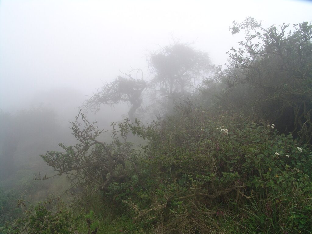 Niebla en Atiquipa Lomas, Perú. Créditos: Dr. Luis Balaguer - Own work, CC BY-SA 3.0, https://commons.wikimedia.org/w/index.php?curid=29087727