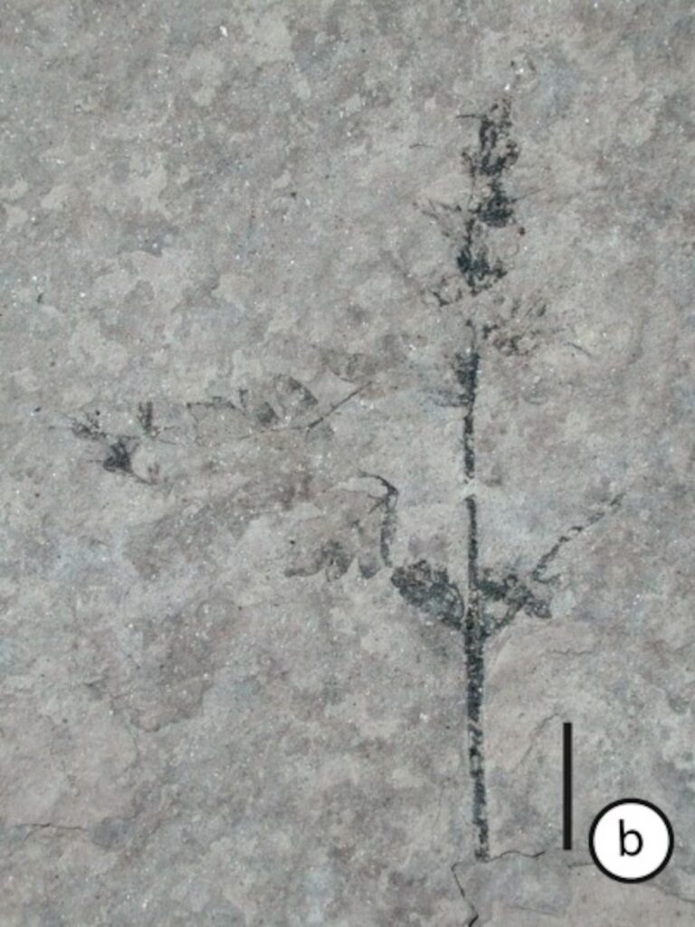 Flor de Stellula meridionalis. Créditos: G. Puebla, M. Prámparo (CONICET)