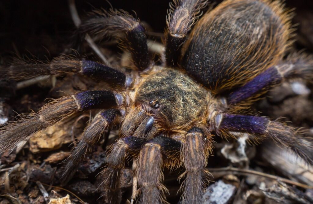 Euathlus truculentus. Créditos: ©Matias Faundez