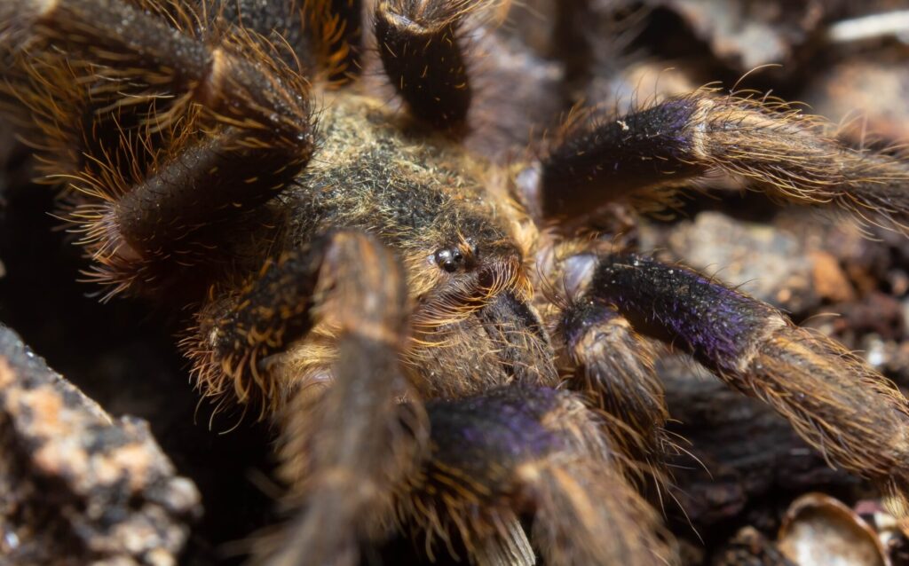 Euathlus truculentus. Créditos: ©Matias Faundez