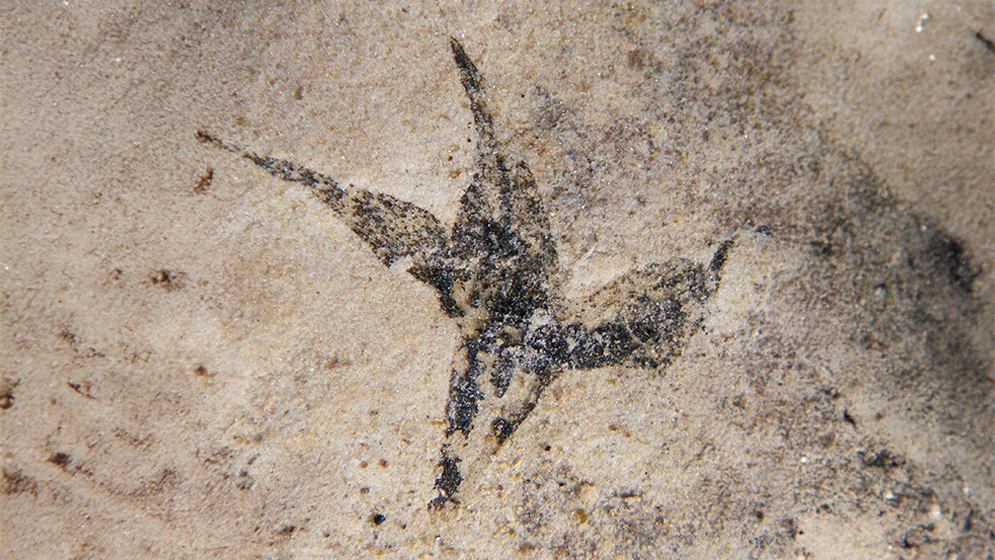 “Pequeña estrella del sur”: Hallan la flor más antigua de Argentina