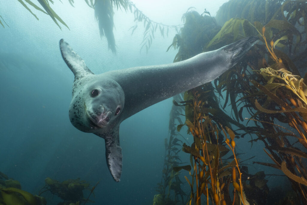 Foca leopardo. Créditos: Justin Hofman.