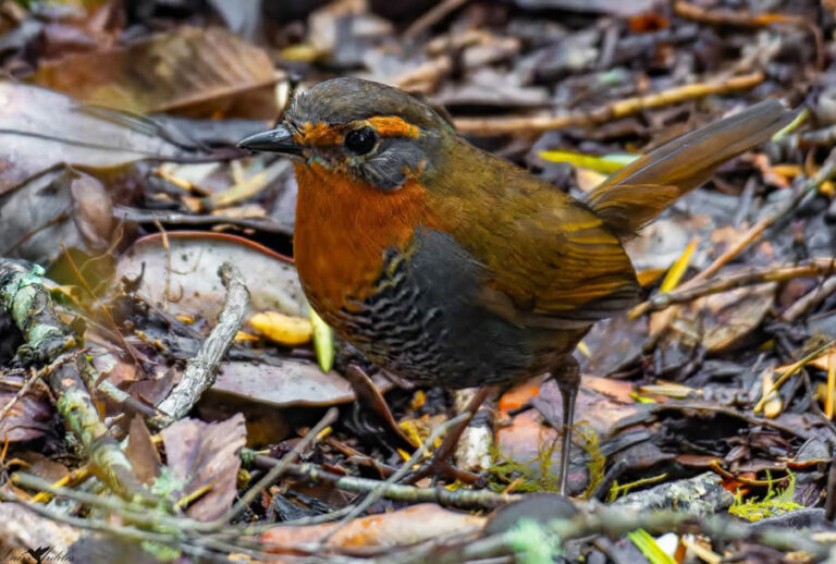 Lago Rupanco: Cuidando entornos naturales donde la vida cobra sentido ...