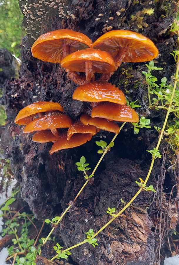 Hongo Flammulina velutipes, en peligro de extinción. Créditos: Jessica Solar
