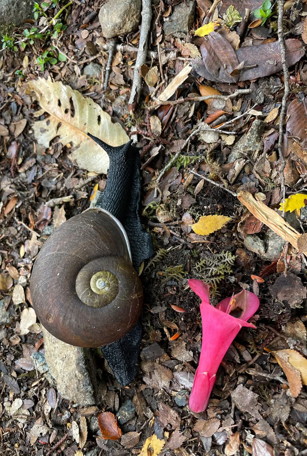 Caracol del Bosque, en peligro de extinción. Créditos: Jessica Solar