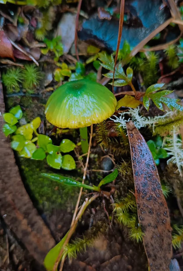 Hongo del género Entoloma. Créditos: Jessica Solar
