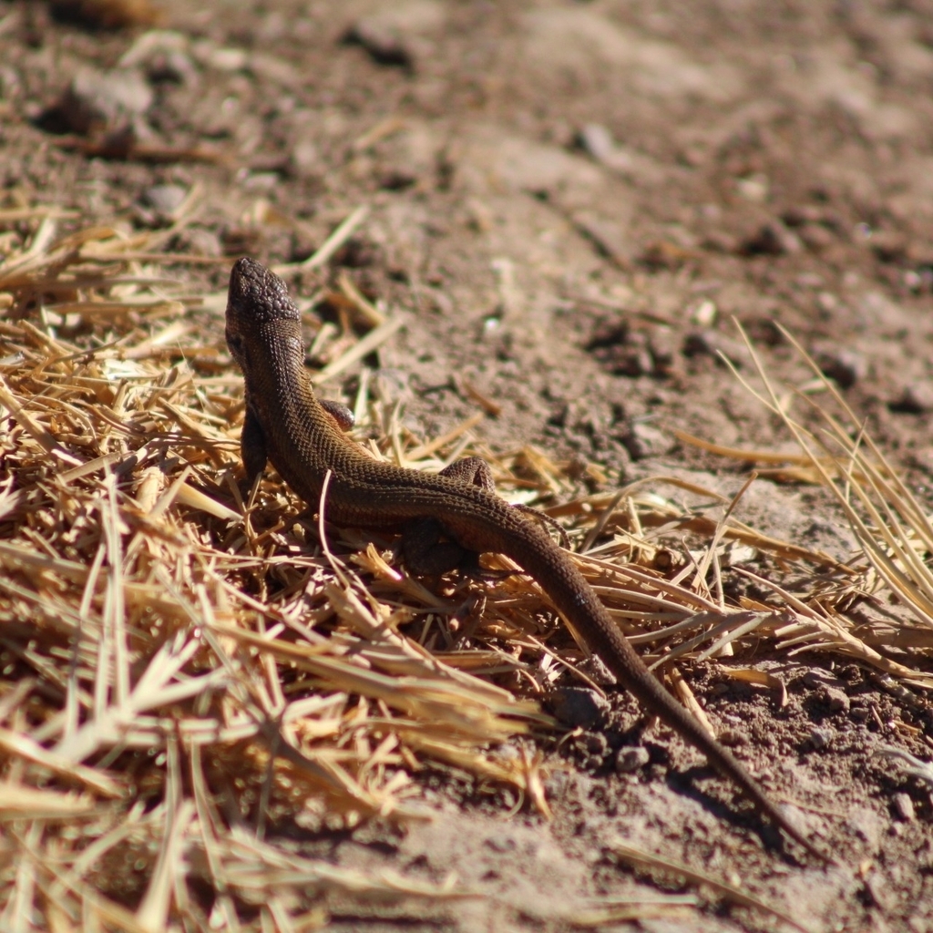 Lagartija de Paulina (Liolaemus paulinae). Créditos: Francisco Riquelme