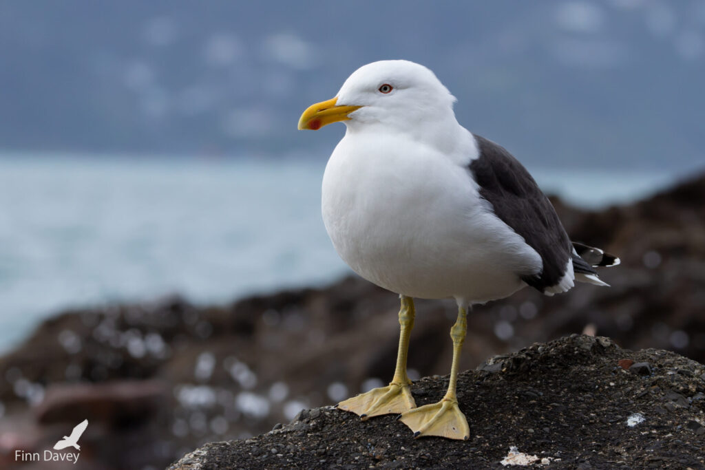 Gaviota. Créditos: Finn Davey.