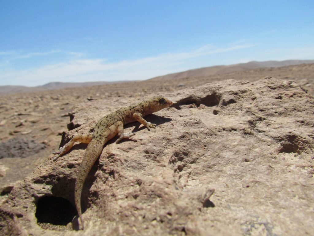 Gecko. Créditos: Gabriel Lobos