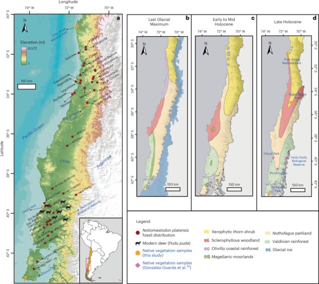Geographical setting of the samples studied from central Chile a, Geographical distribution of N. platensis in central Chile, marked by the locations where fossilized molars were unearthed. This map also highlights the areas from which both modern vegetation samples and contemporary deer specimens (P. puda) were collected to provide calibration for the N. platensis analyses. b–d, Sequential stages of landscape evolution during the Late Pleistocene: Last Glacial Maximum (b), Early to Mid Holoene (c) and Late Holocene (d). This temporal progression offers insights into the environmental changes that shaped the habitat of N. platensis. Source data