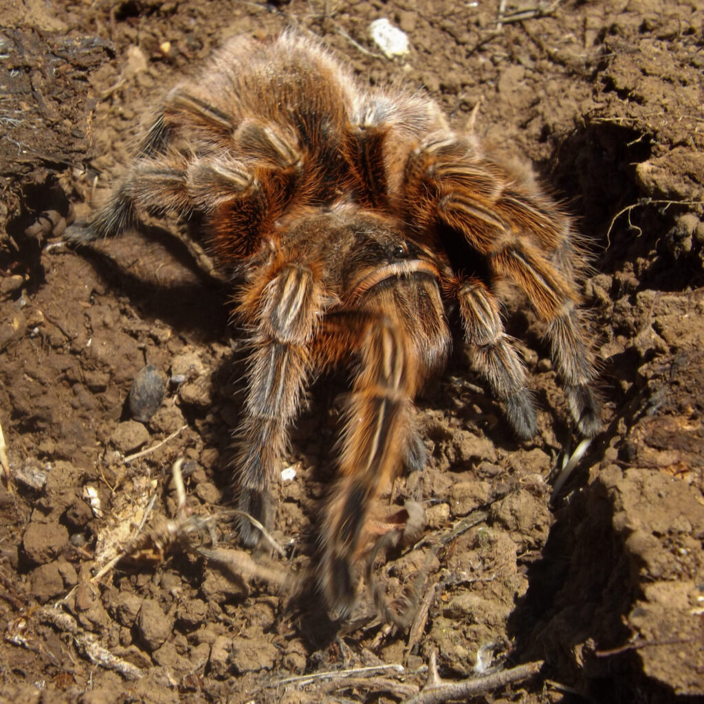 Grammostola rosea. Créditos: ©Gabriela Cartes