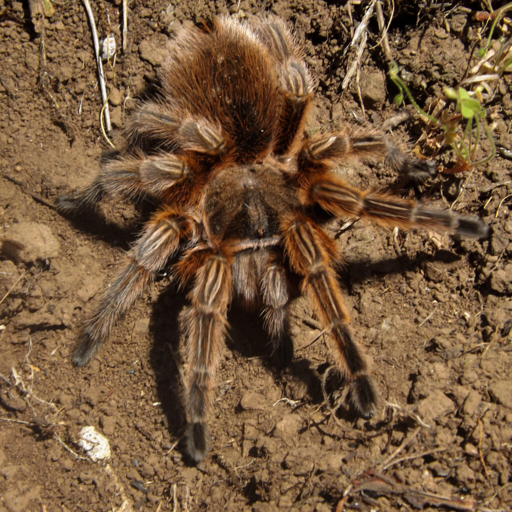 Grammostola rosea. Créditos: ©Gabriela Cartes