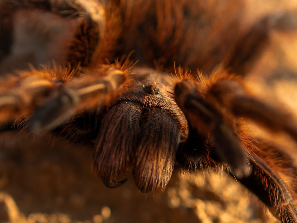 Grammostola rosea. Créditos: ©Jorge Valenzuela