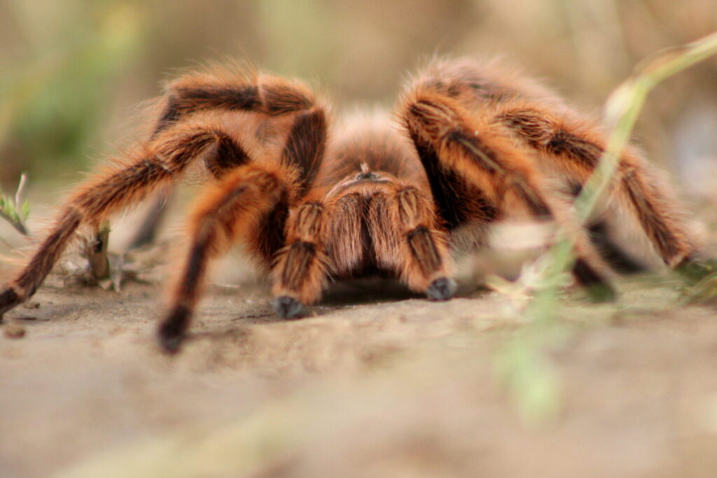 Grammostola rosea. Créditos: ©Rigoberto Yañez