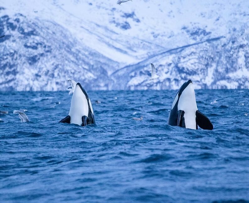Orcas realizando movimientos fuera del arco en el ártico. Créditos: Fiordo Polar.