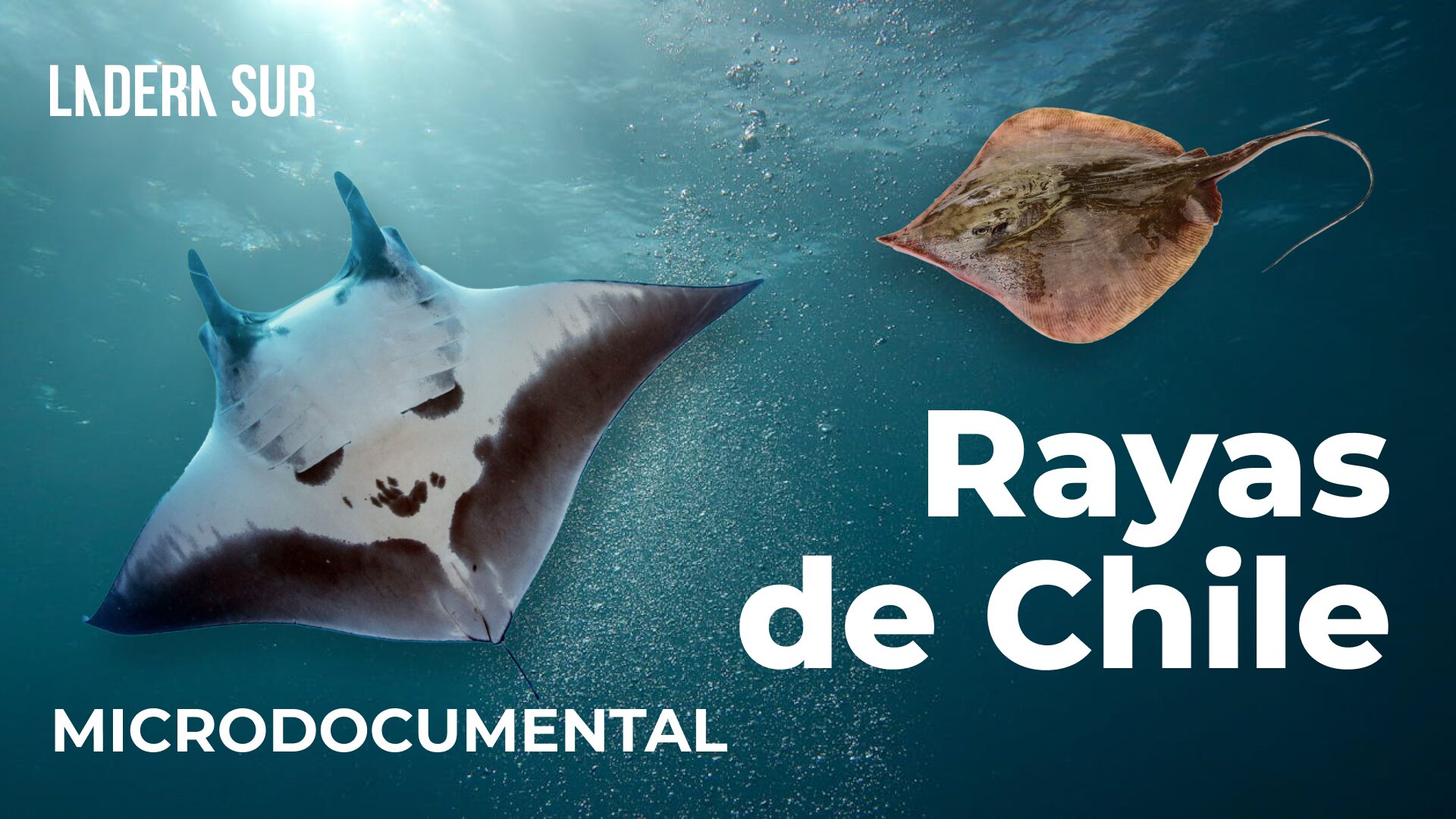 Rayas y mantarrayas de Chile: Descubriendo a las guardianas del océano y aliadas de la biodiversidad