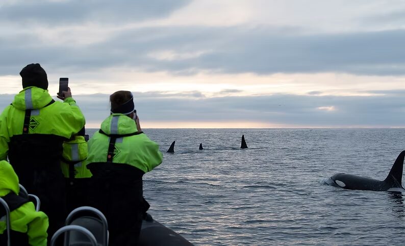 Personas viendo a orcas de lejos. Créditos: Fiordo Polar.