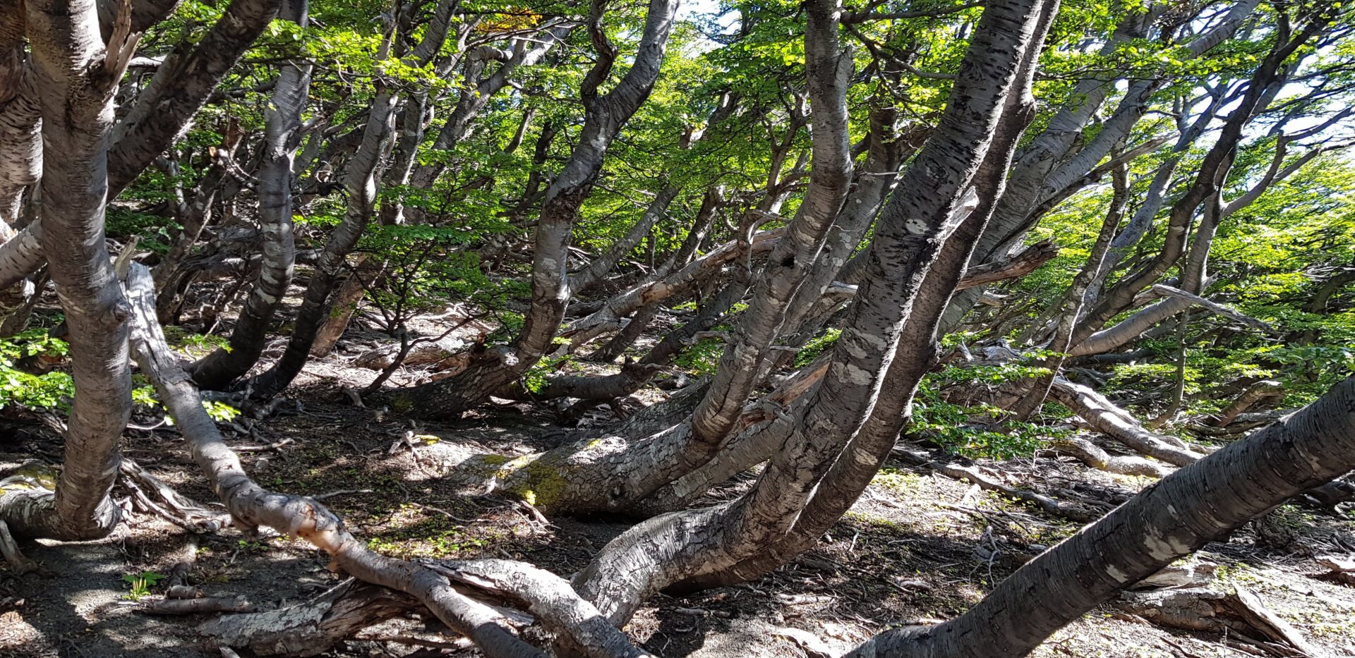 Árboles al límite: el umbral del bosque en la Patagonia