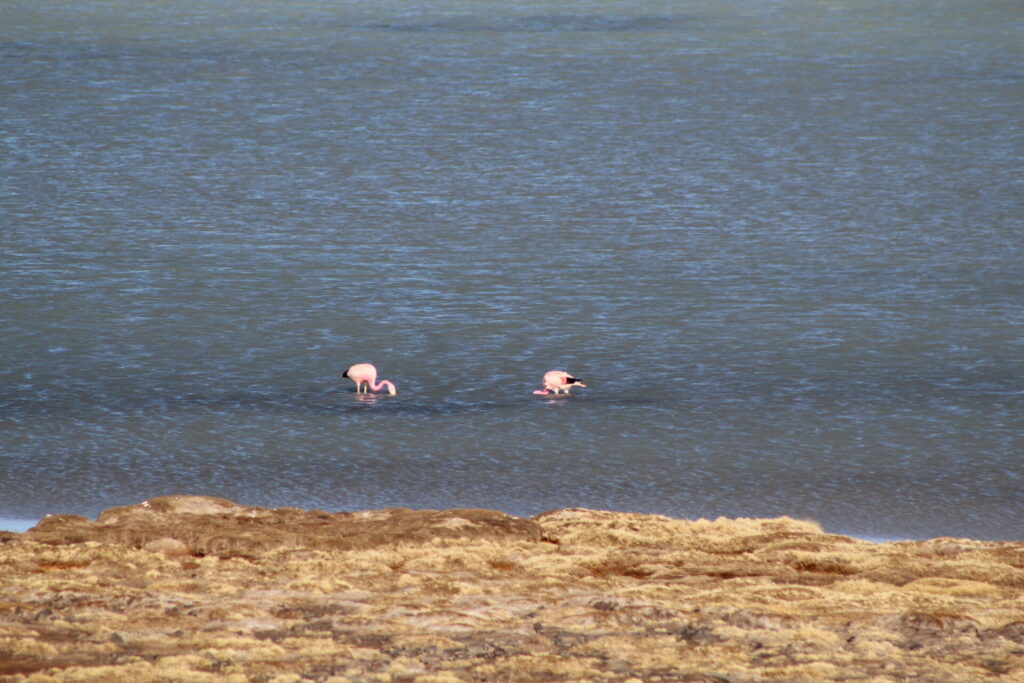 Flamencos en laguna Santa Rosa. Foto: Jessica Acuña.