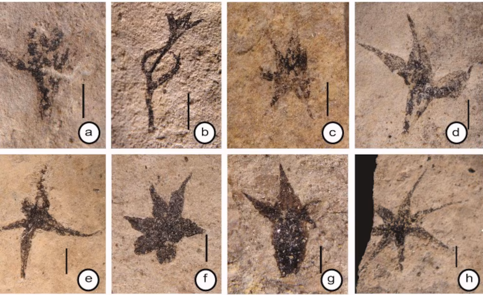 Flores de Stellula meridionalis. Créditos: G. Puebla, M. Prámparo (CONICET)