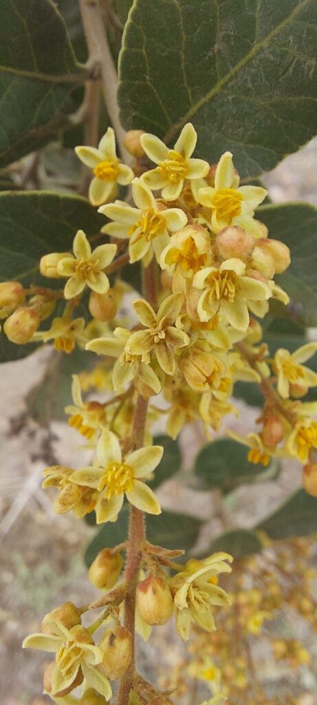 Flores del litre. Créditos: Macarena Andrea Villalobos Farías.