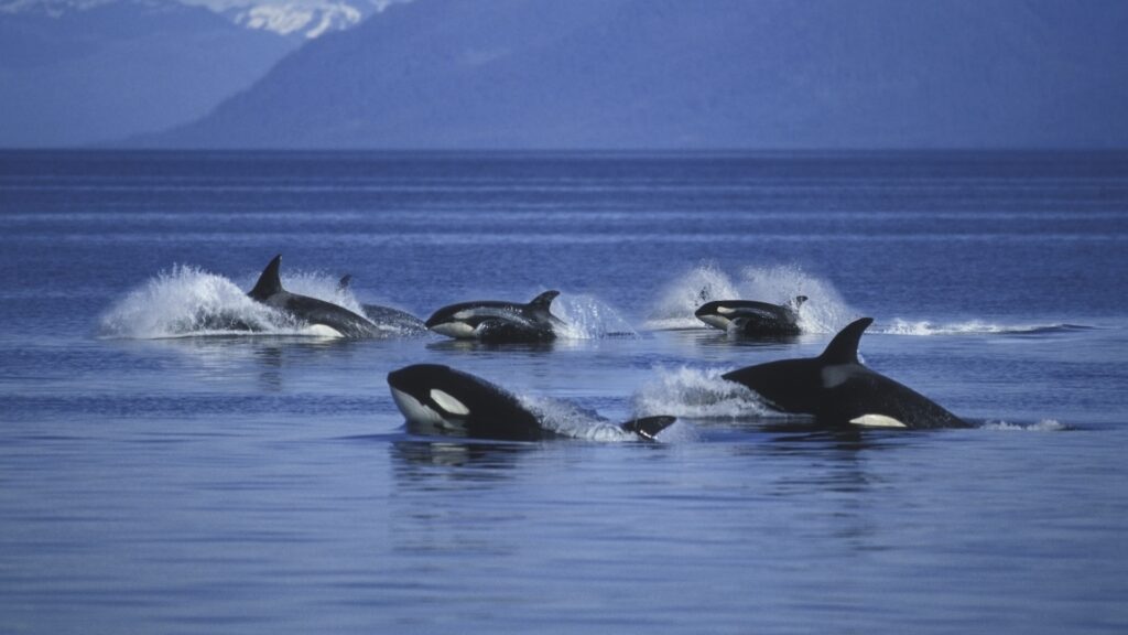 Orcas en manada.
Créditos: Vista al Mar