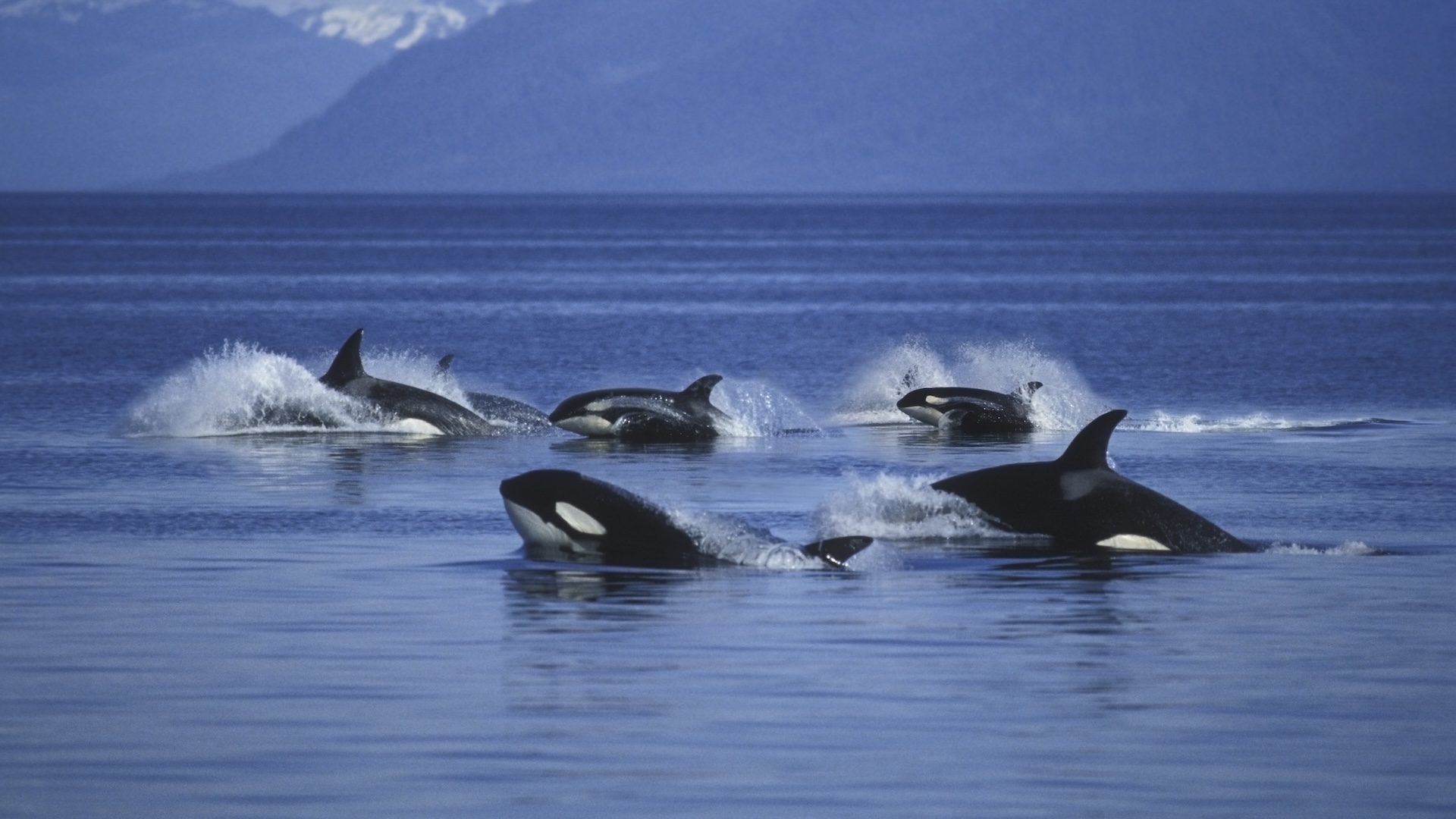Estudio revela inusual comportamiento en orcas: ofrecen alimento a seres humanos