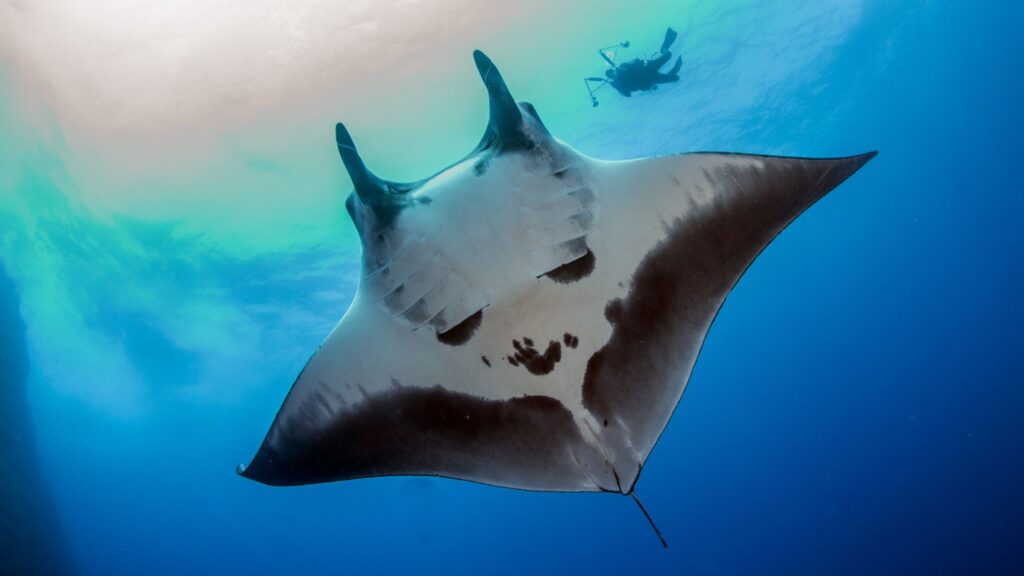 Mantarraya. Créditos: Divepic.