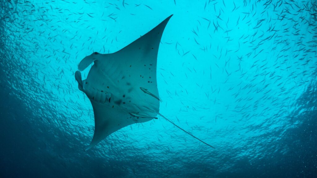 Mantarraya. Créditos: Global_Pics.
